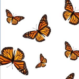 Meet your Posher, Yasmine